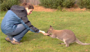 75carolandthewallaby.jpg