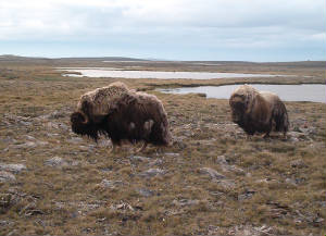 calesmuskox.jpg