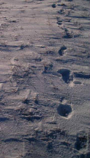 snowprints.jpg