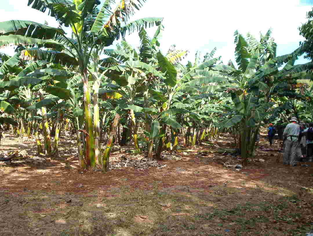 bananafarm-web.jpg