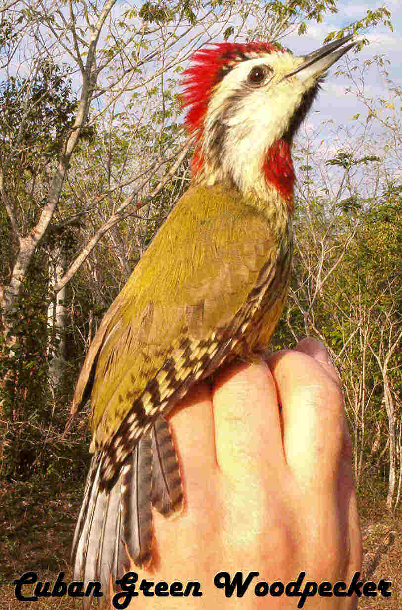 cubangreenwoodpecker-web.jpg