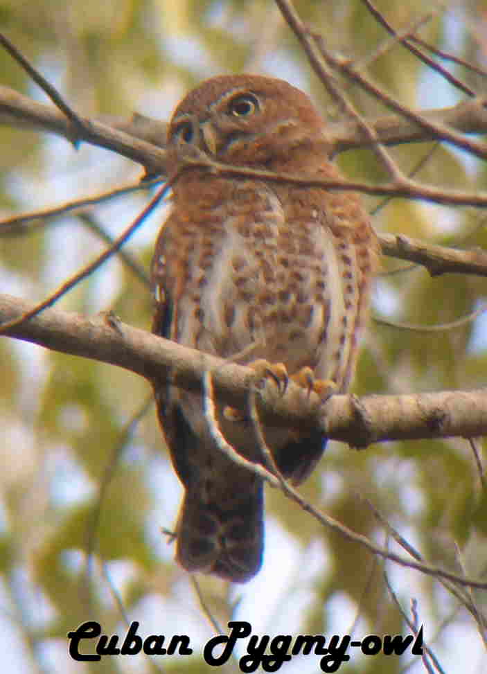 cubanpygmyowl-web.jpg