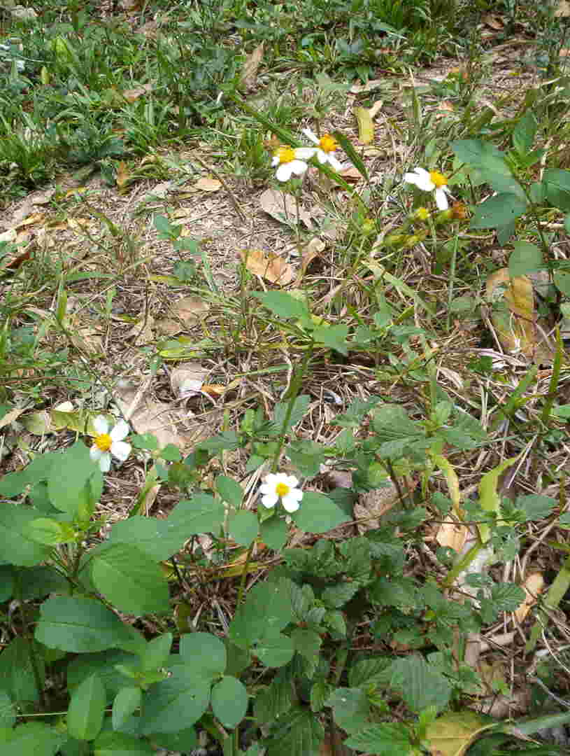 flowers-web.jpg