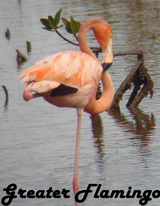 greaterflamingo-web.jpg