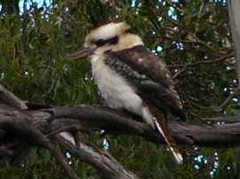 kookaberra.jpg