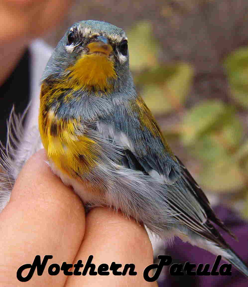 northernparula-web.jpg