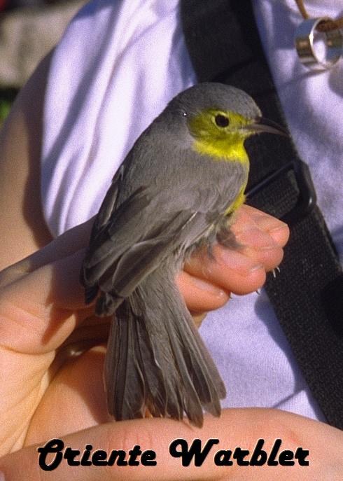 orientewarbler-web.jpg