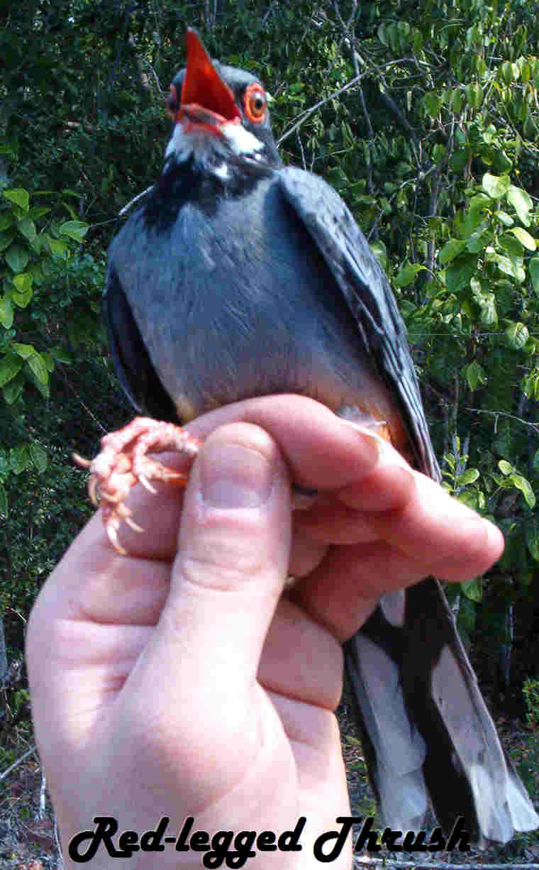 redleggedthrush-web.jpg