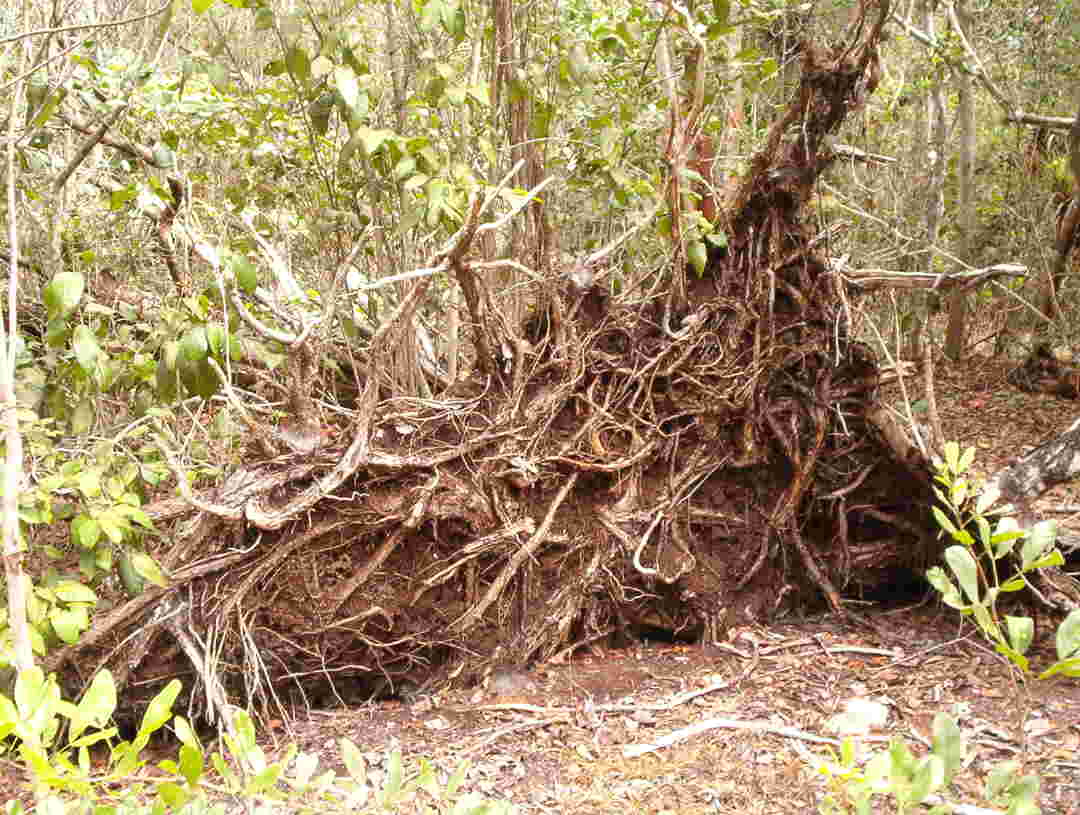 roots-web.jpg