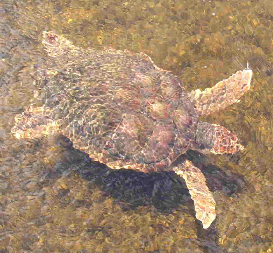 seaturtle-web.jpg