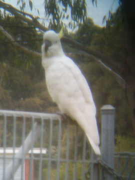 sulfercrestedcockatoo.jpg