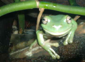 treefrog.jpg